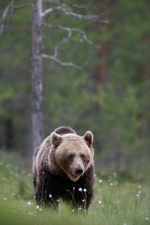 Brown bear (Ursus arctos) in the Finnish taiga, Kuusamo, Finland