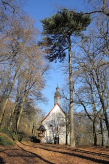 St. Peter and Paul mountain chapel, pine tree, pine tree, Hofheim am Main, Taunus, Hesse, Germany