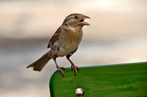 Sparrow, house sparrow (Passer domesticus), sitting on the back of a street cafe chair and cheekily