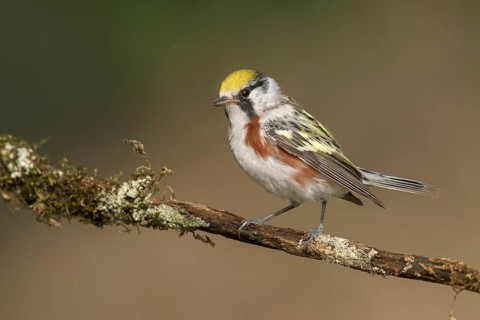 Chestnut-sided Warbler (Setophaga pensylvanica) male perched on a branch, Texas, USA