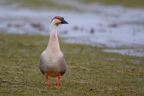 Swan Goose (Anser cygnoides), Netherlands