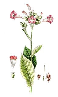 Nicotiana tabacum, cultivated tobacco, digital reproduction of a historical original, between 1790
