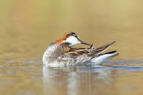 Red-necked Phalarope (Phalaropus lobatus) female, Myvatn, Iceland