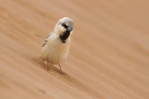 Desert Sparrow (Passer simplex) male, Morocco