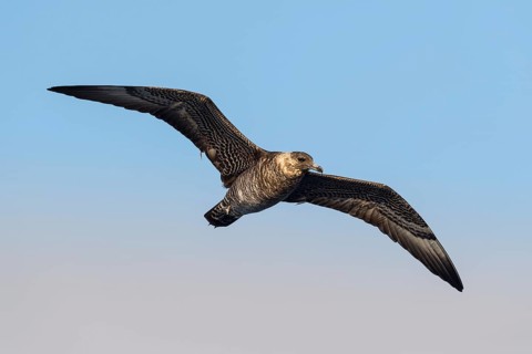 Pomarine Skua (Stercorarius pomarinus) juvenile flying, Eilat, Israel