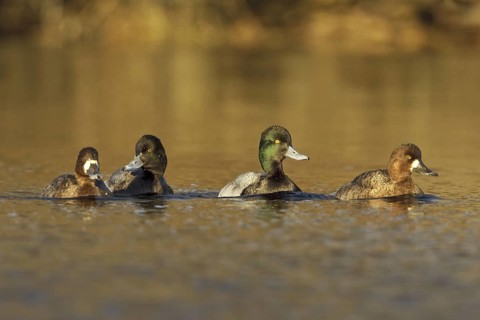 Lesser Scaup (Aythya affinis), British Columbia, Canada