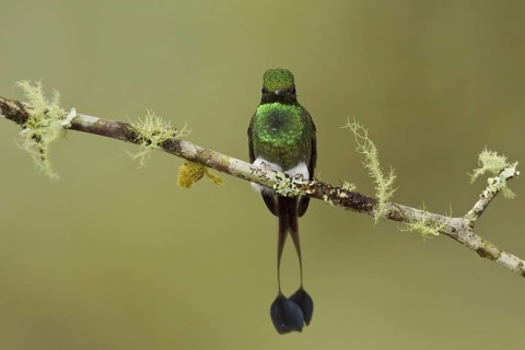 Booted Racket-tail (Ocreatus underwoodii), Ecuador
