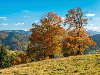 Typical Black Forest landscape with old solitary beech trees in a meadow in autumn under blue sky