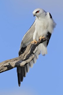 Black-shouldered Kite (Elanus axillaris), Western Australia, Australia