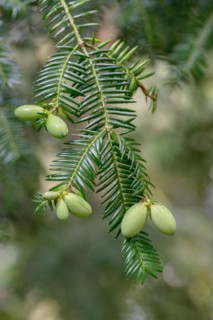 Japanese nutmeg-yew (Torreya nucifera), Arboretum Loismann, Ippenbüren, Lower Saxony, Germany