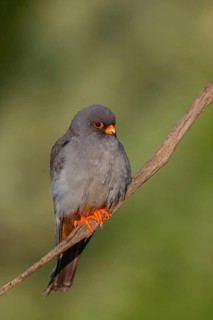 Red-footed Falcon, (Falco vespertinu), perching station, falcon family, Tower Hide, Tiszaalpár,