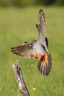 Red-Footed Falcon (Falco vespertinus), adult male landing on a branch, Galicia, Spain