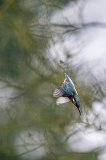 Common kingfisher (Alcedo atthis) in a dive, Emsland, Lower Saxony, Germany