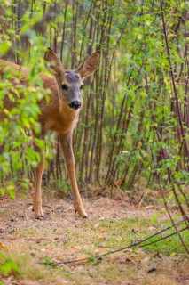 A roe deer fawn (Capreolus capreolus) stands in a nettle thicket