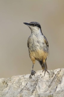 Western Rock Nuthatch (Sitta neumayer) perched on a rock, Dalmatia, Croatia