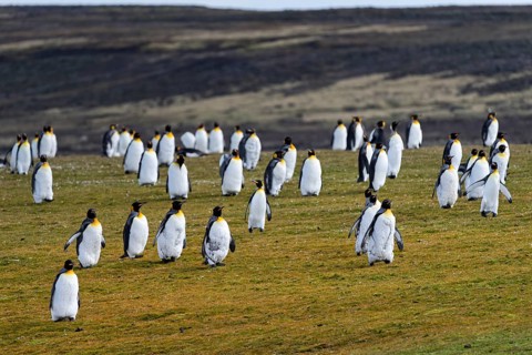 King penguins (Aptenodytes patagonicus), colony on grassy area, hilly landscape in the background,