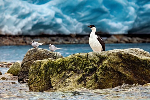 Birds on a rock by the sea with an icy backdrop. A feeling of peace and tranquillity, cormorants