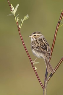 Clay-colored Sparrow (Spizella pallida), Michigan, USA