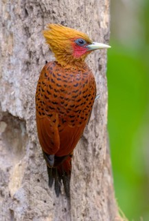 Chestnut-colored Woodpecker (Celeus castaneus) at Laguna Lagarto Lodge, Boca Tadapa, Costa Rica