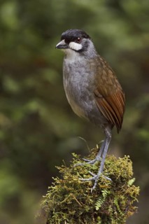Jocotoco Antpitta (Grallaria ridgelyi), Ecuador