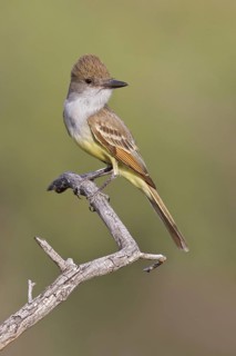 Brown-crested Flycatcher (Myiarchus tyrannulus) perched on a branch in southern Arizona, USA