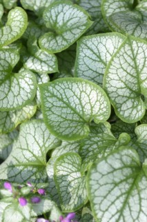 Caucasian forget-me-not (Brunnera macrophylla 'Jack Frost'),  Veitshöchheim, Bavaria, Germany