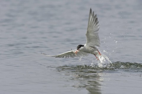 Common Tern (Sterna hirundo) flying, Lower Saxony, Germany