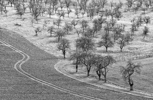 Cherry plantation, district of Northeim, Lower Saxony, Germany