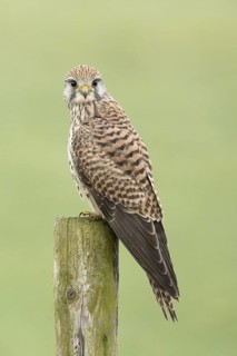 Torenvalk; Common Kestrel; Falco tinnunculus;