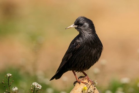 Spotless Starling (Sturnus unicolor) perched on a branch, Spain