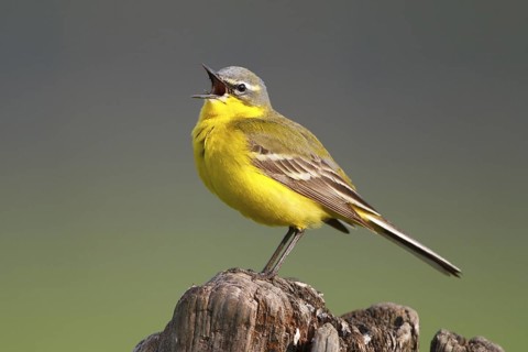Western Yellow Wagtail (Motacilla flava) male singing, North Rhine-Westphalia, Germany