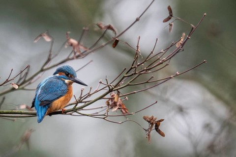 Kingfisher (Alcedo atthis), Emsland, Lower Saxony, Germany