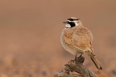 Temminck's Horned Lark - Saharaohrenlerche - Eremophila bilopha, Morocco