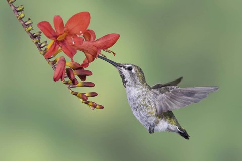 Anna's Hummingbird (Calypte anna), British Columbia, Canada