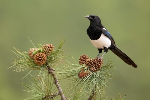 Black-billed Magpie (Pica hudsonia) perched on a branch, Colorado, USA