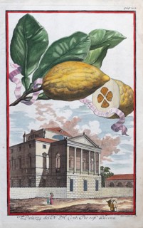 Lemons, citrus fruits, Palazzo, Padua, hand-coloured copper engraving or copper etching by Johann