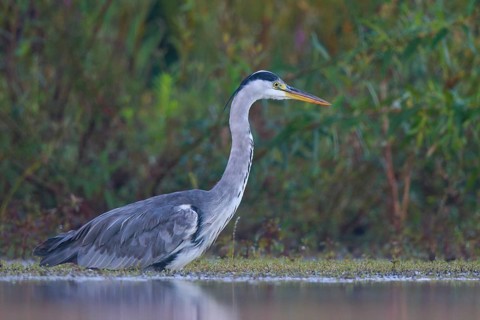 Grey Heron (Ardea cinerea) foraging, North Rhine-Westphalia, Germany