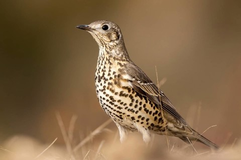 Mistle Thrush (Turdus viscivorus) perched on the ground, Aragon, Spain