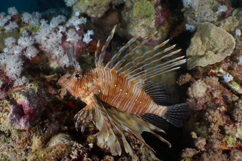 Common lionfish (Pterois volitans)