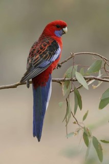 Crimson Rosella (Platycercus elegans), Australian Capital Territory, Australia