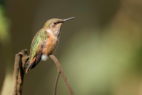 Bumblebee Hummingbird (Atthis heloisa) perched on a branch in Oaxaca, Mexico