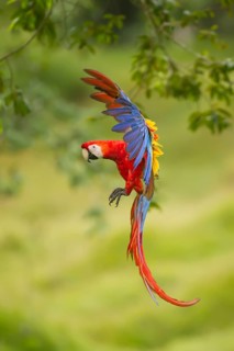 Scarlet macaw in flight