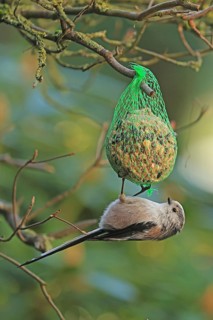 Long-tailed Tit (Aegithalos caudatus), hanging on a tit dumpling, Arnsberg, North Rhine-Westphalia,