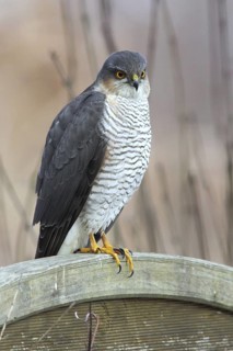 Eurasian Sparrowhawk (Accipiter nisus) male perched on a wooden partition wall in garden,