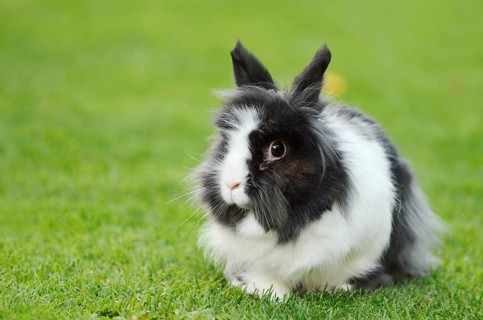 Lionhead rabbit (Oryctolagus cuniculus forma domestica) in a meadow, North Rhine-Westphalia,