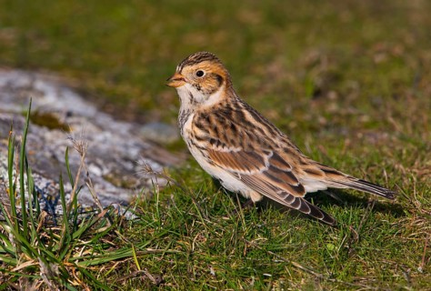 Lapland Longspur Winter Plumage (Calcarius lapponicus) - Victoria BC, Canada