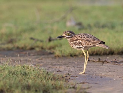 Indian Stone-curlew (Burhinus indicus), Sri Lanka
