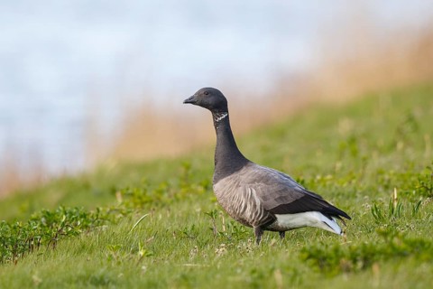Brant Goose (Branta bernicla), Netherlands