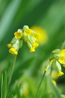 Common cowslip (Primula veris), flowering, spring, North Rhine-Westphalia, Germany