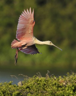 Roseate Spoonbill (Platalea ajaja), Texas, USA